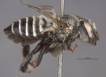 Media type: image;   Entomology 15712 Aspect: habitus lateral view